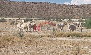 Rancho en Venta | 900 Hectáreas Frente a Carretera a Torreón