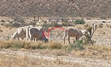 Rancho en Venta | 900 Hectáreas Frente a Carretera a Torreón