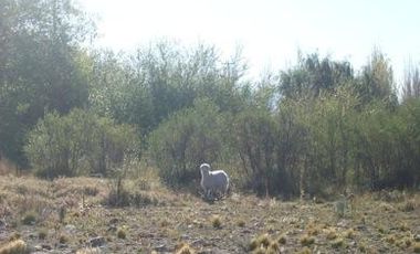 Oportunidad terreno en  Venta en Los Antiguos, Santa Cruz 11.169 m2