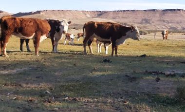 Campo sobre RP 39, a solo 60 km del pavimento, oportunidad..!