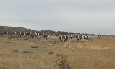 Campo sobre RP 39, a solo 60 km del pavimento, oportunidad..!