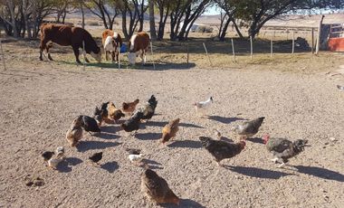 Campo sobre RP 39, a solo 60 km del pavimento, oportunidad..!