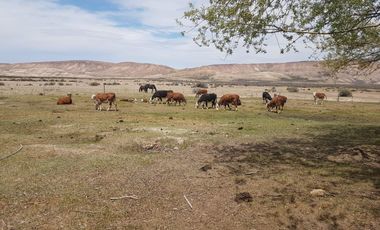 Campo sobre RP 39, a solo 60 km del pavimento, oportunidad..!