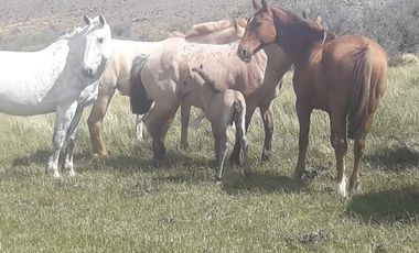 Campo sobre RP 39, a solo 60 km del pavimento, oportunidad..!