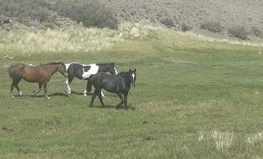 Campo sobre RP 39, a solo 60 km del pavimento, oportunidad..!