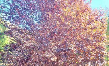 CASA CON PARCELA EN PAINE