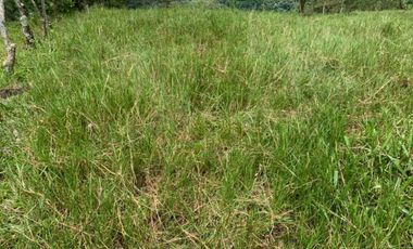 VENDO 07 HECTAREAS-  TITULADO -EN BOQUETE