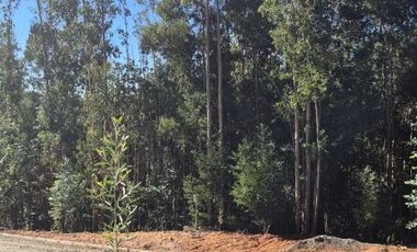 LOTEO EN VENTA, NONGUÉN - CONCEPCIÓN