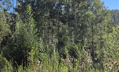 LOTEO EN VENTA, NONGUÉN - CONCEPCIÓN