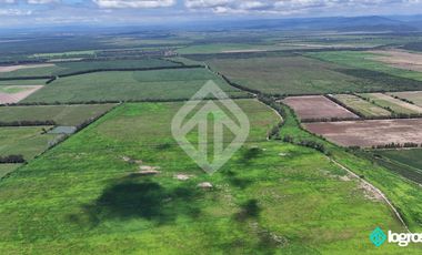 Campo Agricola en Venta de 196 has ubicado en Pampa Blanca - Provincia de Jujuy
