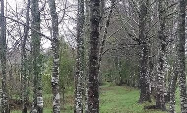 Paraíso 1 casa + 2 cabañas