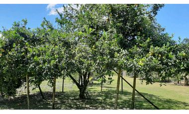 VENDO Seis Hectareas Sortova