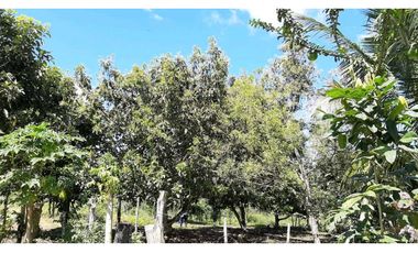 VENDO Seis Hectareas Sortova