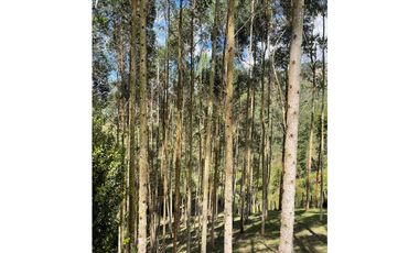 Encantadora finca en El Retiro vereda Nazareth