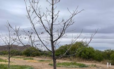 RANCHO NOGALERO  EN PRODUCCION CERCA DE CHIHUAHUA