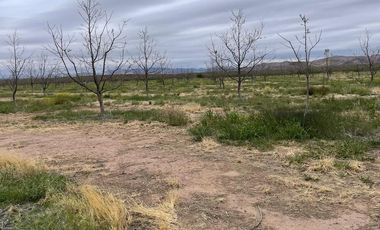 RANCHO NOGALERO  EN PRODUCCION CERCA DE CHIHUAHUA