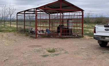 RANCHO NOGALERO  EN PRODUCCION CERCA DE CHIHUAHUA