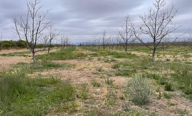 RANCHO NOGALERO  EN PRODUCCION CERCA DE CHIHUAHUA