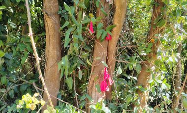 PARCELAS DESDE 5000 M2 CERCA DE NEVADOS DE CHILLÁN