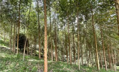 Finca en El Retiro 12.000 m² con casa, agua y bosque natural