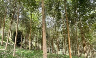 Finca en El Retiro 12.000 m² con casa, agua y bosque natural