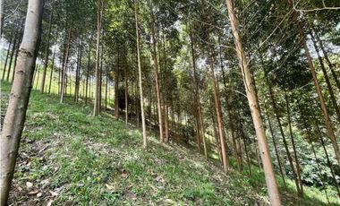 Finca en El Retiro 12.000 m² con casa, agua y bosque natural