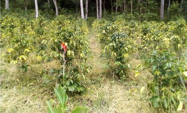 FINCA EN VENTA EN SOMONDOCO, VIA CUCUAVACA BOYACA