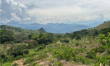 VENTA DE FINCA EN VENECIA SUROESTE ANTIOQUEÑO