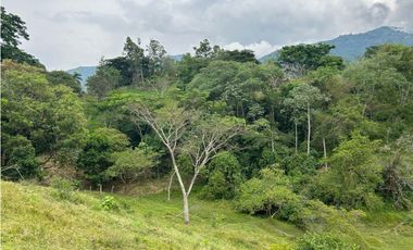 VENTA DE LOTE EN AMAGA SUROESTE ANTIOQUEÑO