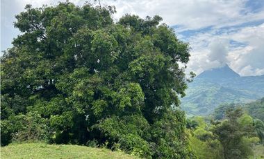 VENTA DE LOTE EN AMAGA SUROESTE ANTIOQUEÑO