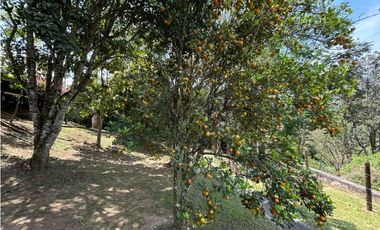 Venta de finca en la siria , amaga suroeste antioqueño