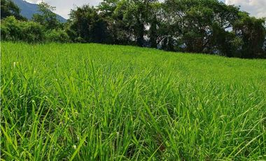 VENTA LOTE VENECIA SUROESTE ANTIOQUEÑO