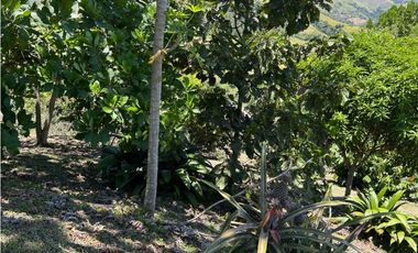 VENTA DE FINCA EN CIUDAD BOLIVAR SUROESTE DE ANTIOQUIA