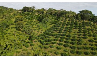 VENTA DE LOTE EN MARSELLA SUROESTE DE ANTIOQUIA