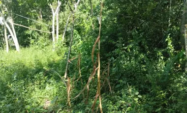 Terreno en Venta en Chunyaxché, Felipe Carrillo Puerto, Quintana Roo