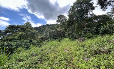 VENTA DE LOTE EN FREDONIA, SUROESTE ANTIOQUEÑO