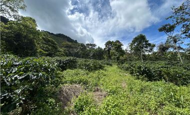 VENTA DE LOTE EN FREDONIA, SUROESTE ANTIOQUEÑO