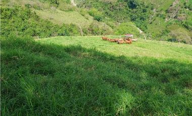 VENTA FINCA AMAGA suroeste antioqueño