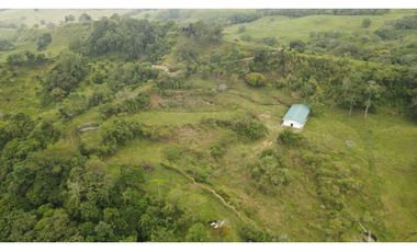 VENTA DE FINCA EN FREDONIA SUROESTE ANTIOQUEÑO