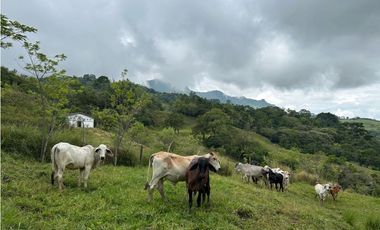 VENTA DE FINCA EN FREDONIA SUROESTE ANTIOQUEÑO