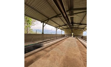 VENTA DE FINCA EN FREDONIA SUROESTE ANTIOQUEÑO