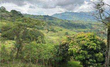 VENTA DE FINCA EN FREDONIA SUROESTE ANTIOQUEÑO