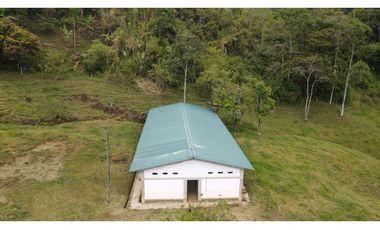 VENTA DE FINCA EN FREDONIA SUROESTE ANTIOQUEÑO