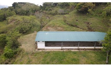 VENTA DE FINCA EN FREDONIA SUROESTE ANTIOQUEÑO