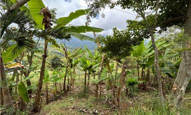 VENTA DE FINCA EN FREDONIA SUROESTE ANTIOQUEÑO