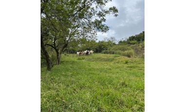 VENTA DE FINCA EN FREDONIA SUROESTE ANTIOQUEÑO