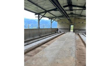 VENTA DE FINCA EN FREDONIA SUROESTE ANTIOQUEÑO