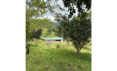VENTA DE FINCA EN FREDONIA SUROESTE ANTIOQUEÑO
