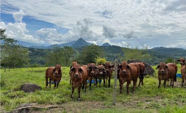 Venta de finca en Tamesis suroeste antioqueño