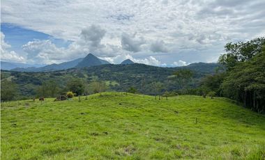 Venta de finca en Tamesis suroeste antioqueño